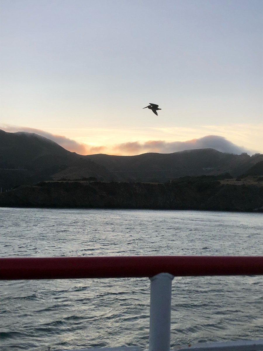 Brown Pelican - ML644786394