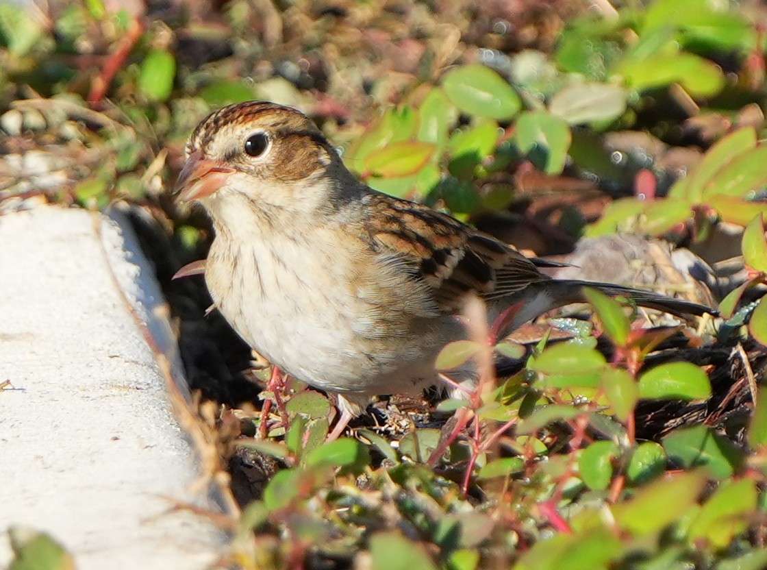 Chipping Sparrow - ML644786395