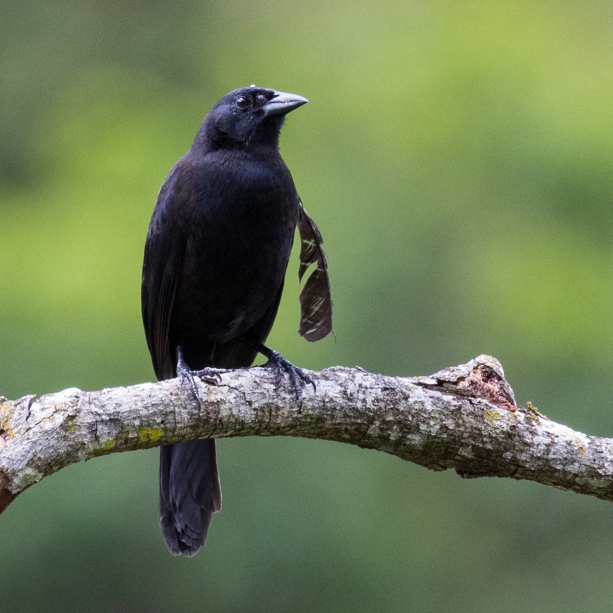 Melodious Blackbird - ML644786396