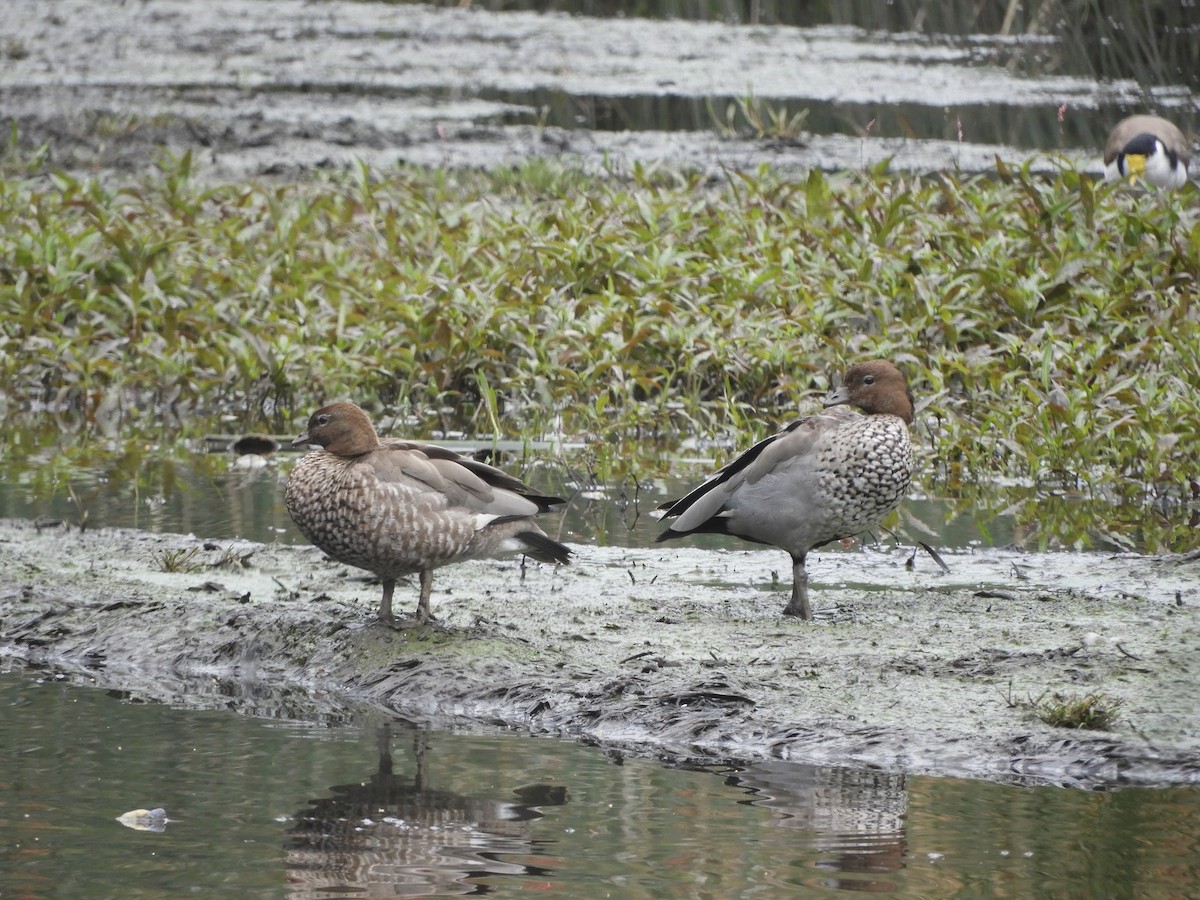 Maned Duck - ML644786397