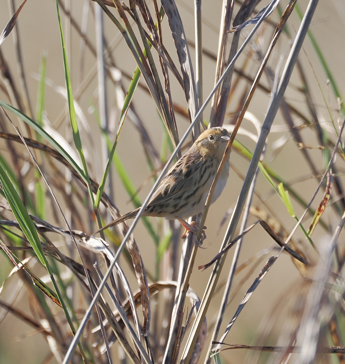 LeConte's Sparrow - ML644786398