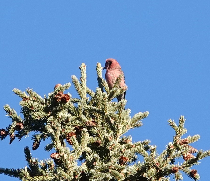 White-winged Crossbill - ML644786399