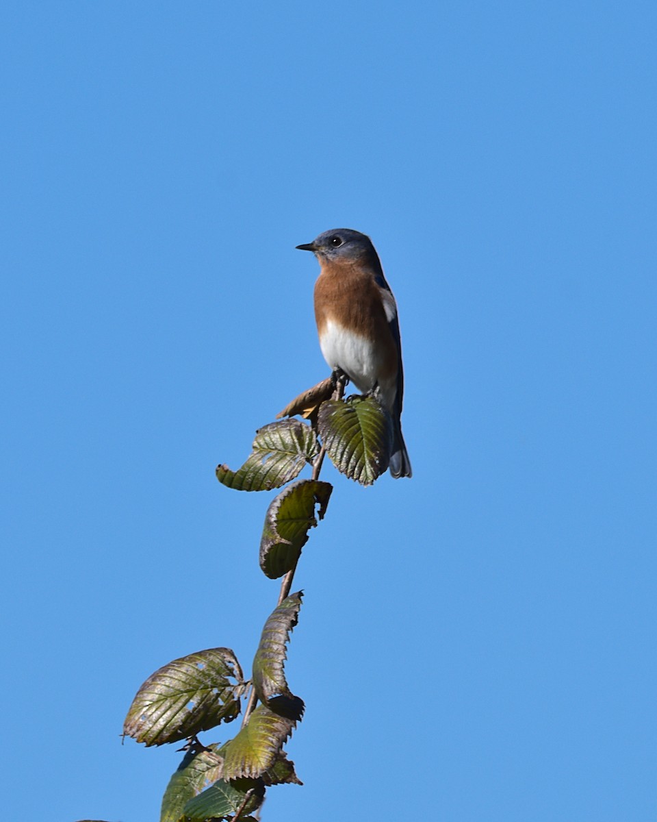 Eastern Bluebird - ML644786400