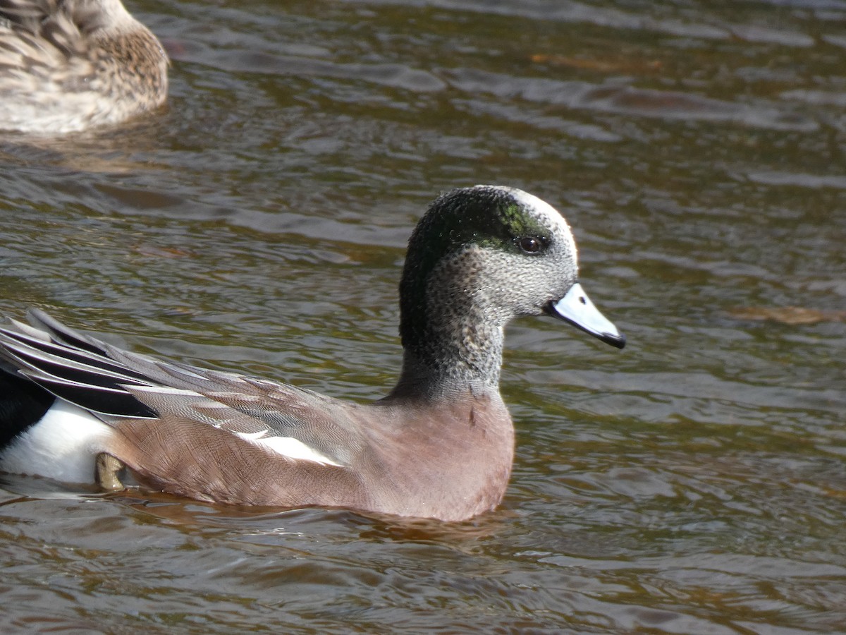 葡萄胸鴨 - ML644786401