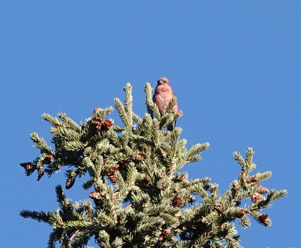 White-winged Crossbill - ML644786402