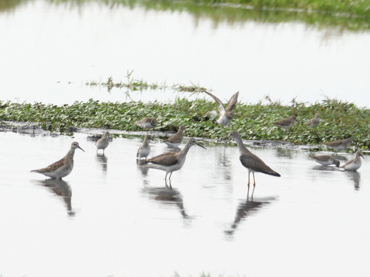 小黃腳鷸 - ML644786403