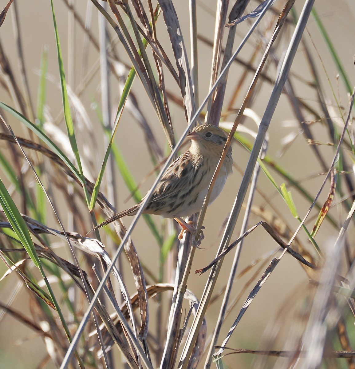 LeConte's Sparrow - ML644786404