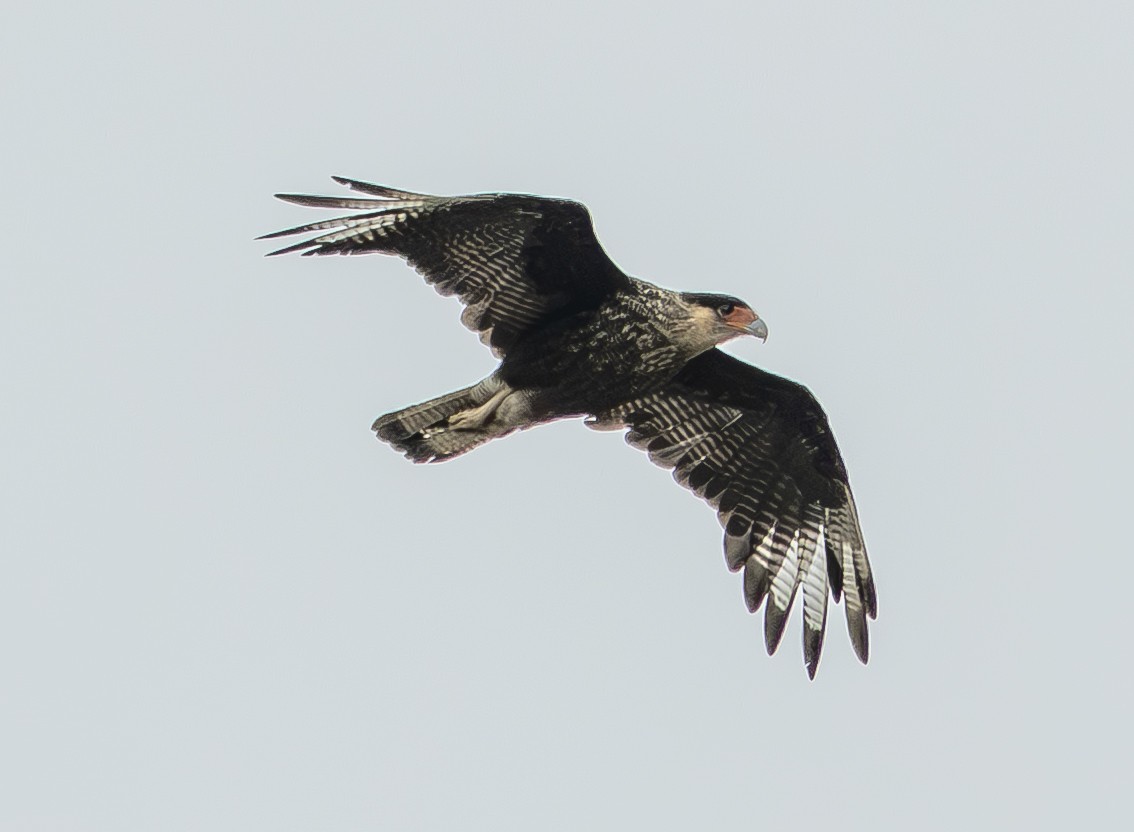 Crested Caracara (Southern) - ML644786405