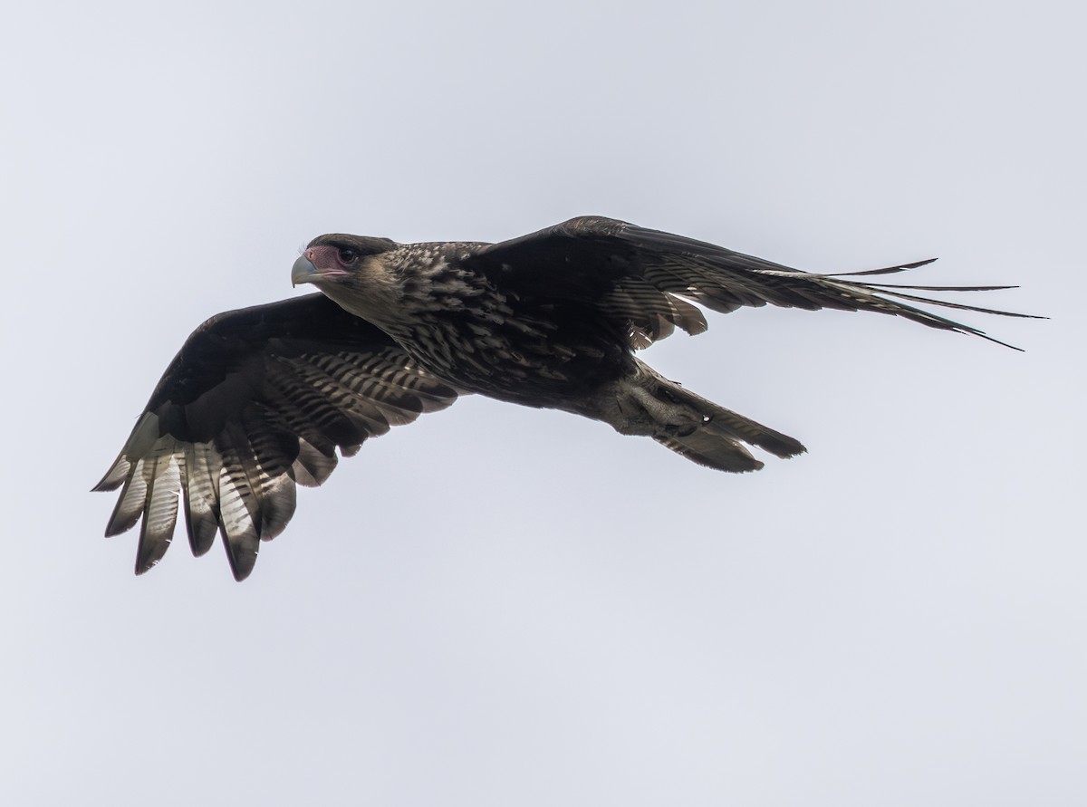 Crested Caracara (Southern) - ML644786406