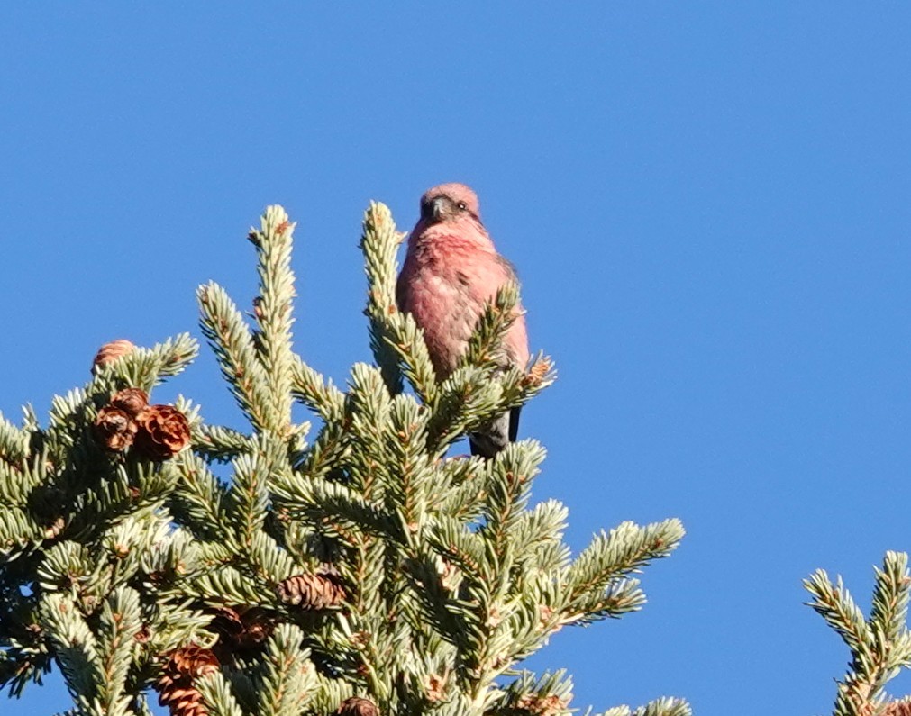White-winged Crossbill - ML644786407