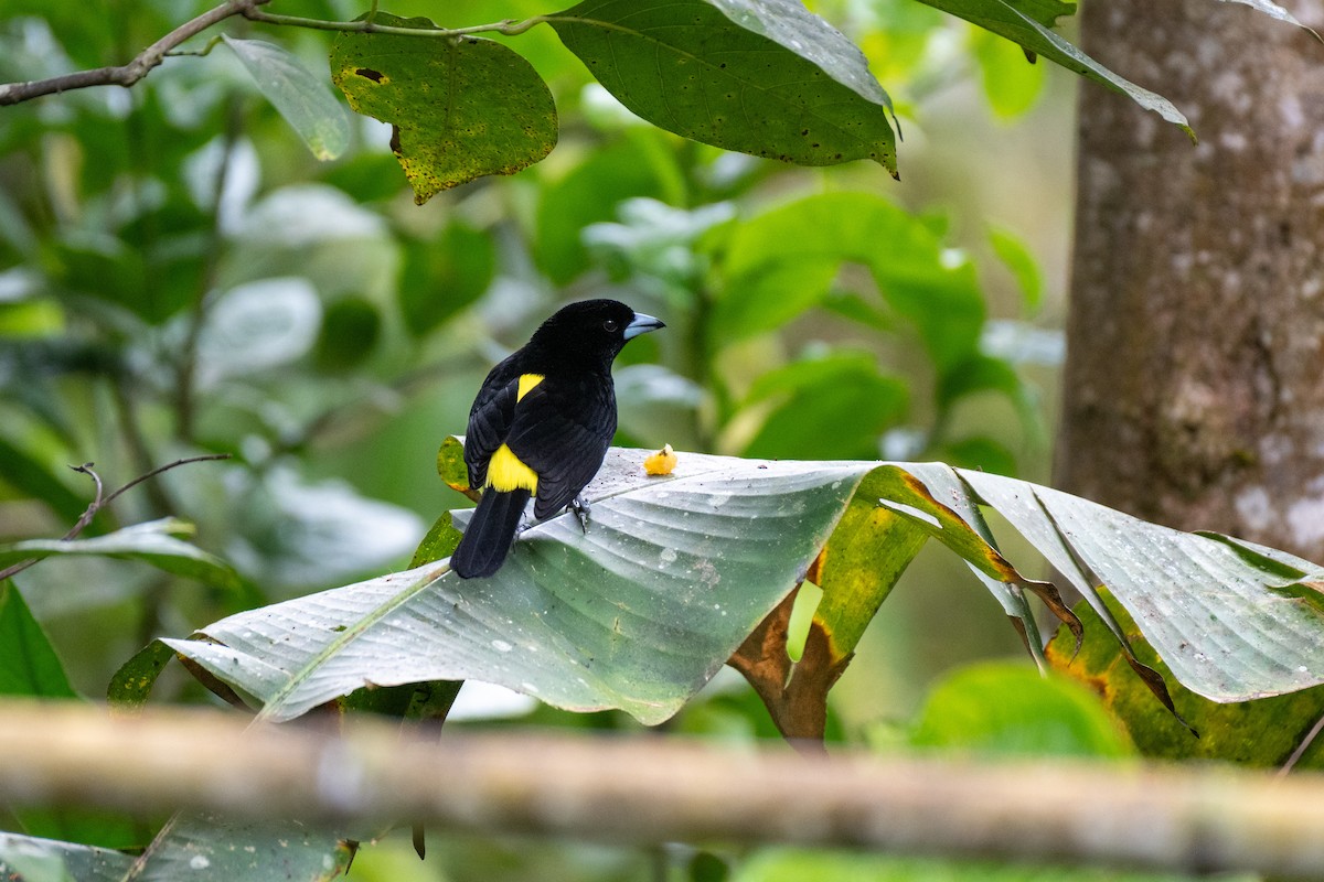 Flame-rumped Tanager - ML644786408