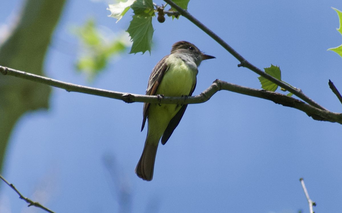 Great Crested Flycatcher - ML644786409