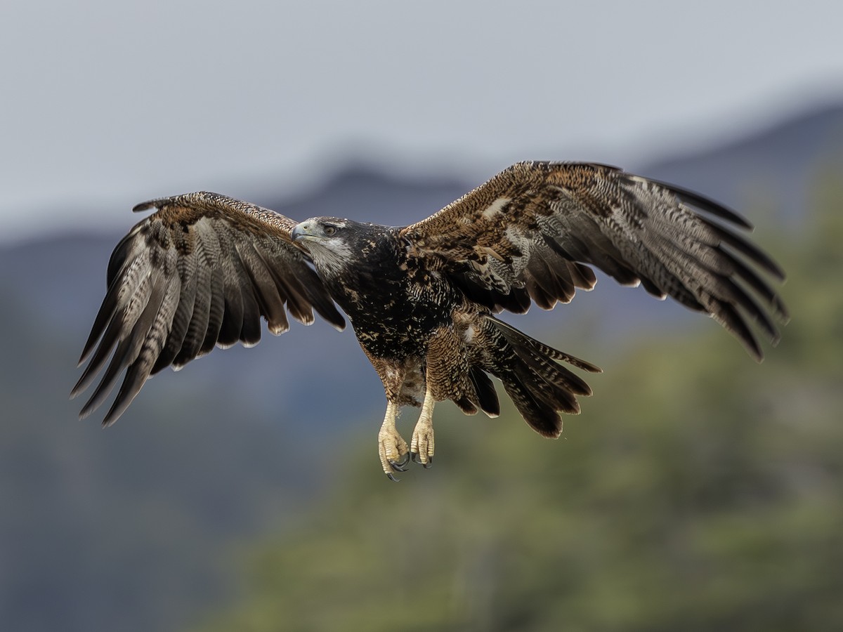 Black-chested Buzzard-Eagle - ML644786410