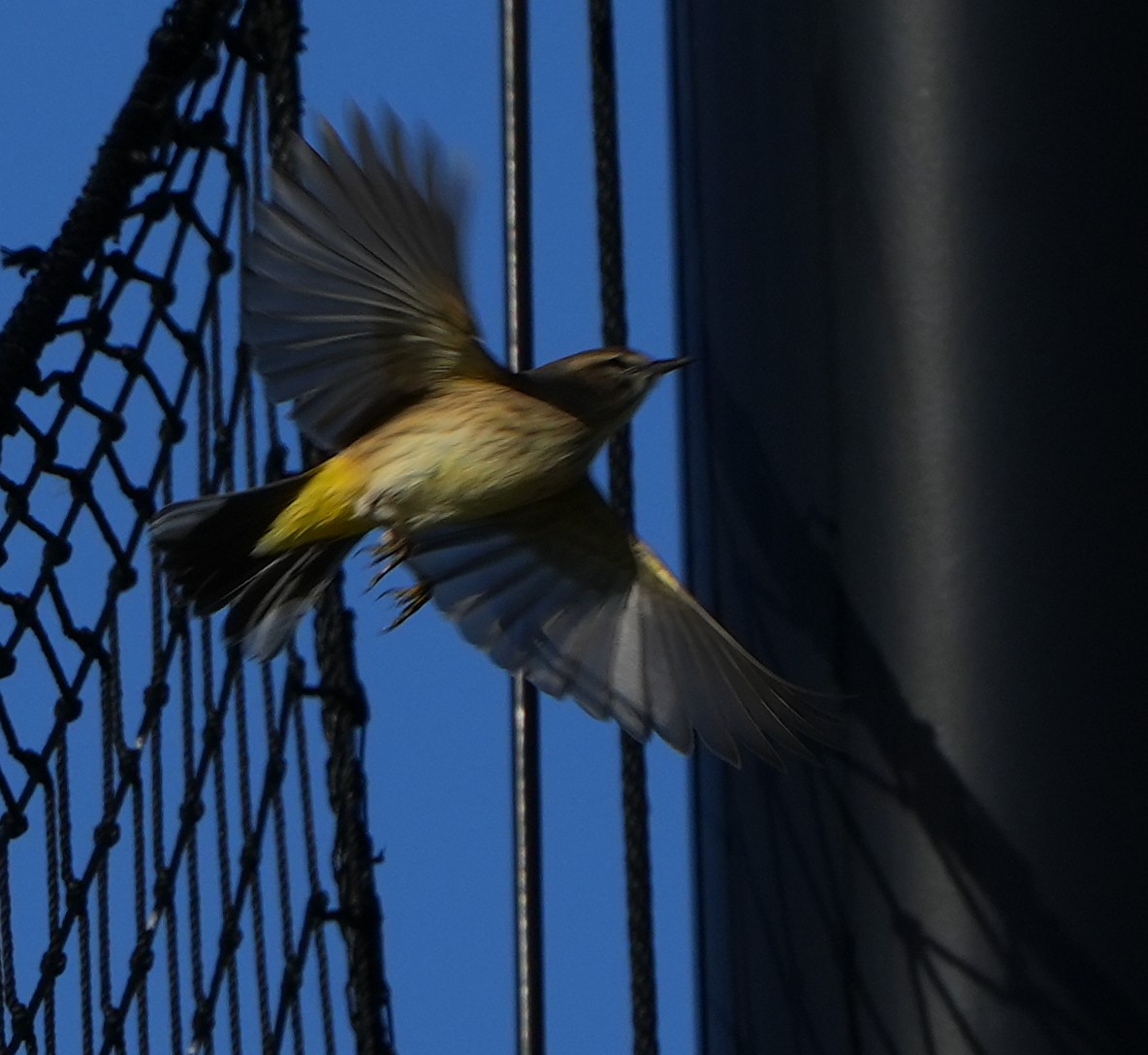 Palm Warbler - ML644786411