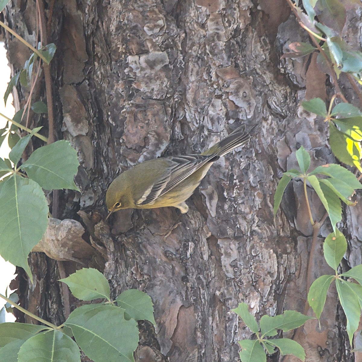 Pine Warbler - ML644786412