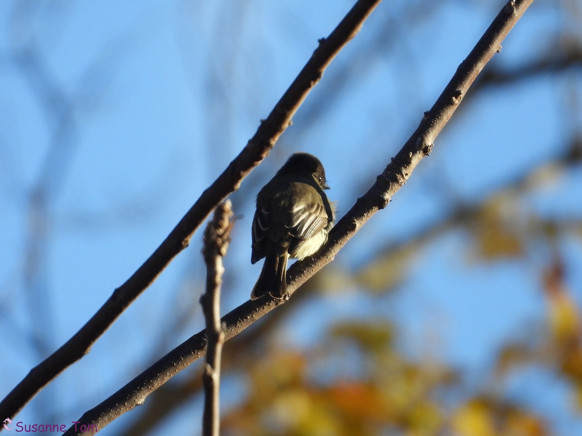Eastern Phoebe - ML644786413