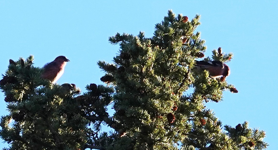 White-winged Crossbill - ML644786414