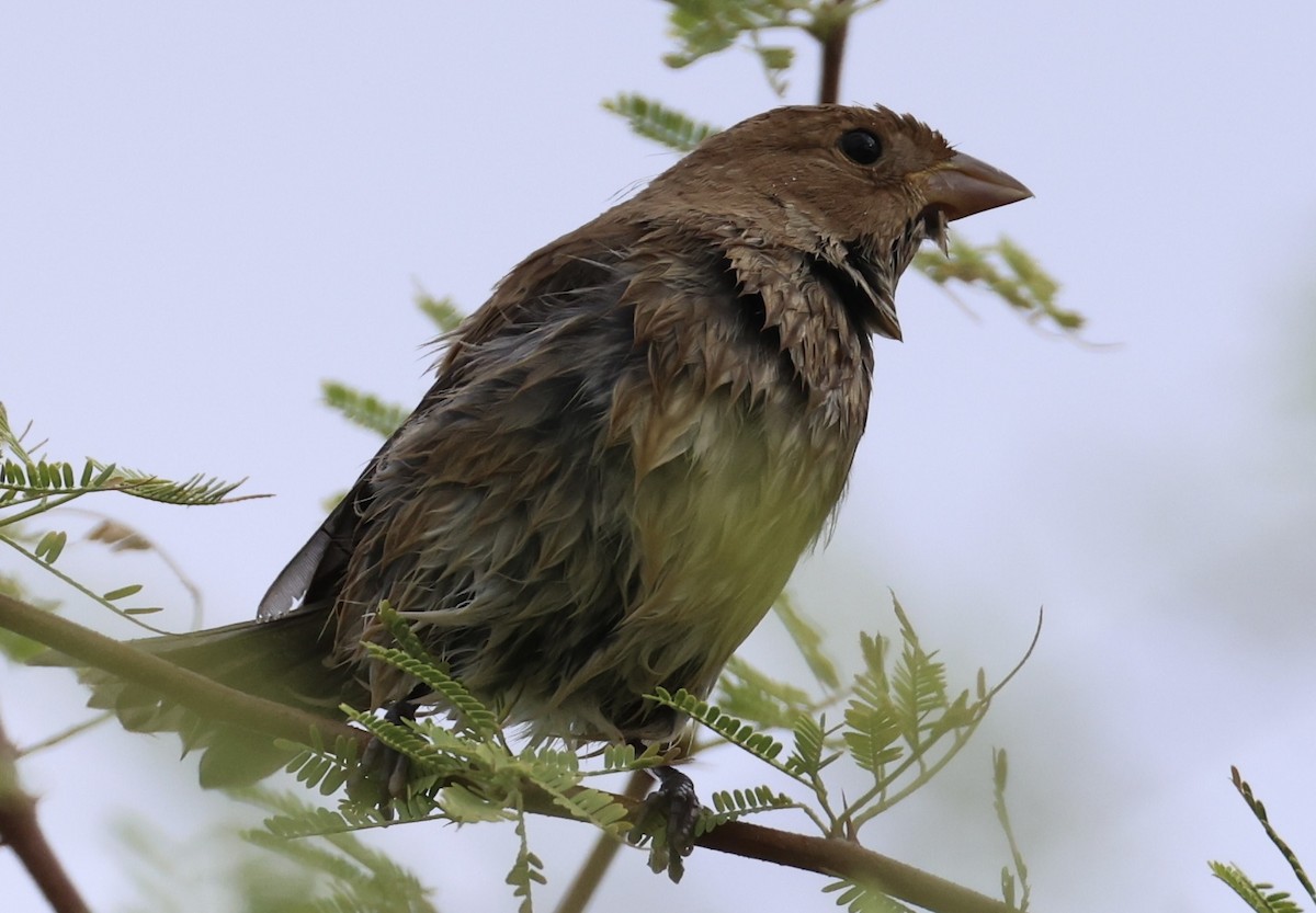 Indigo Bunting - ML644786415