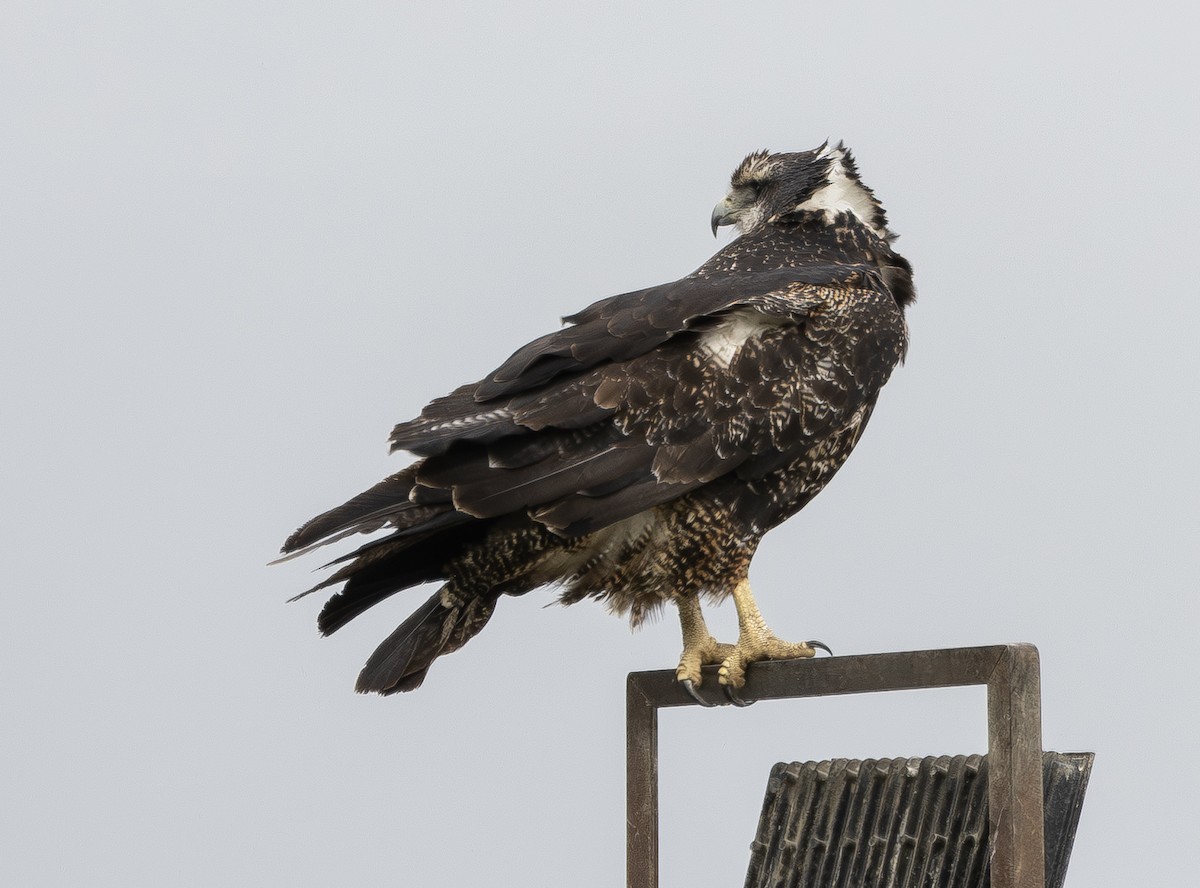 Black-chested Buzzard-Eagle - ML644786416