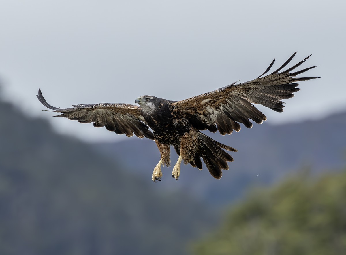 Black-chested Buzzard-Eagle - ML644786418