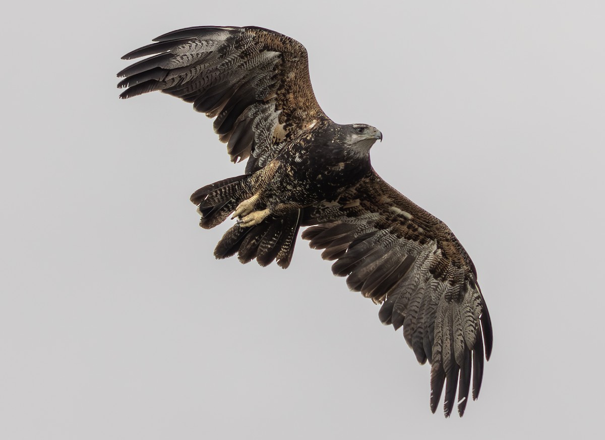 Black-chested Buzzard-Eagle - ML644786419