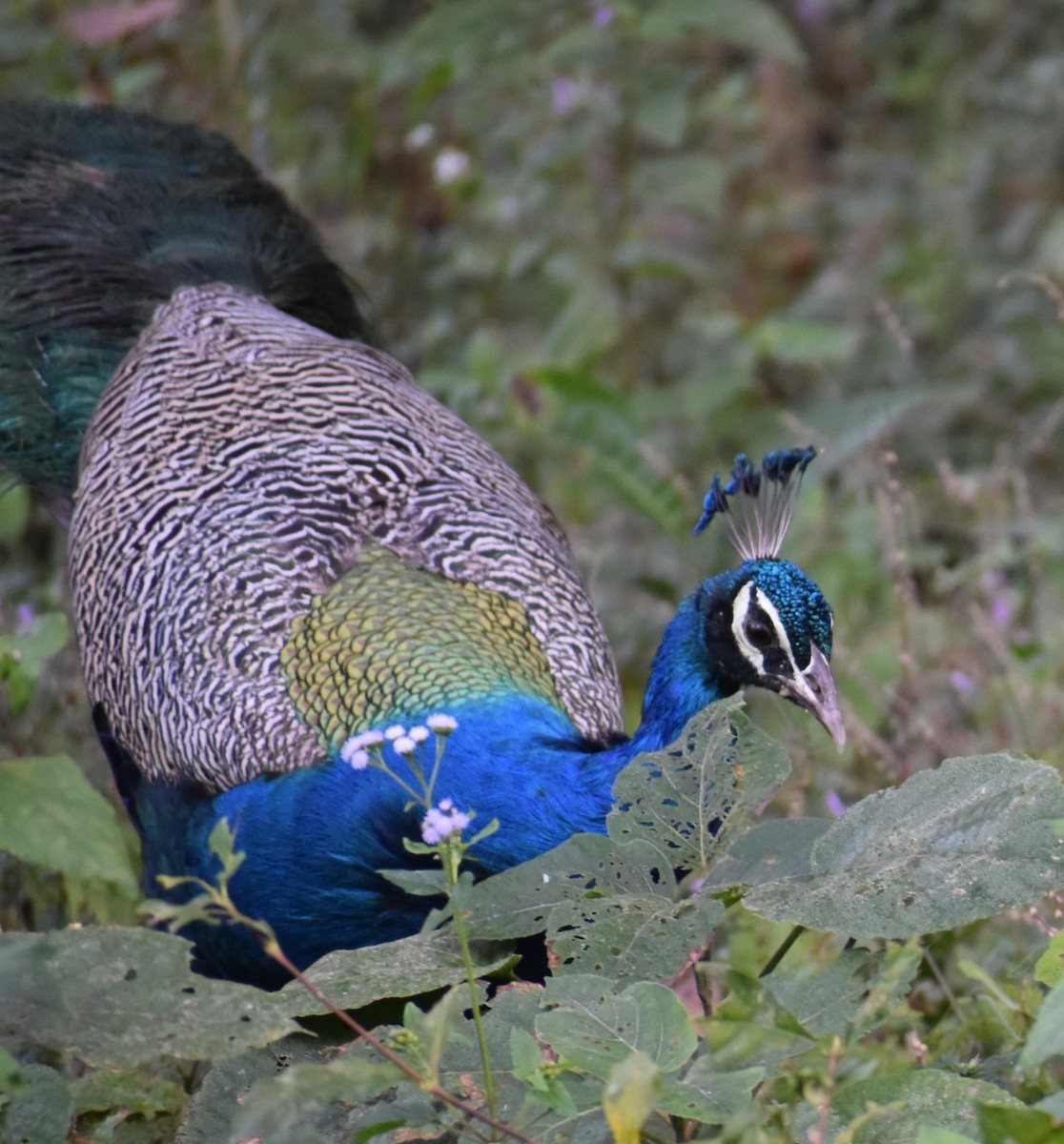 indiapåfugl - ML644786420