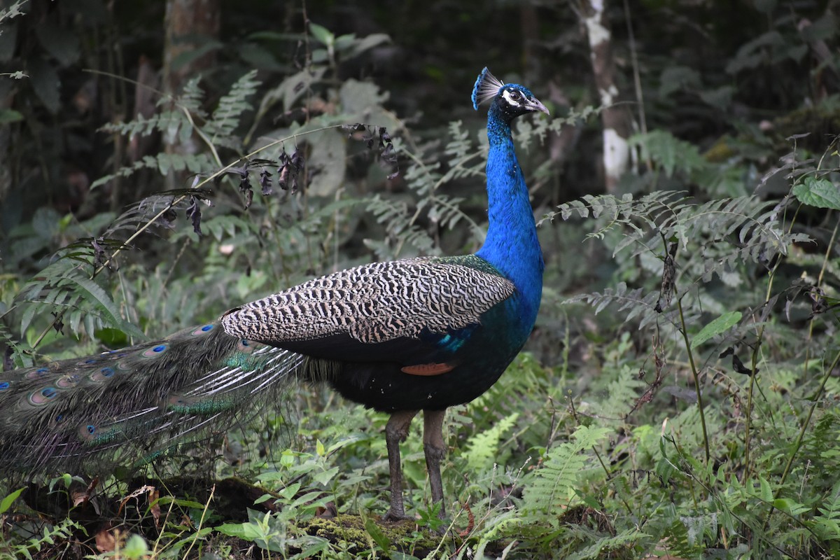 indiapåfugl - ML644786421