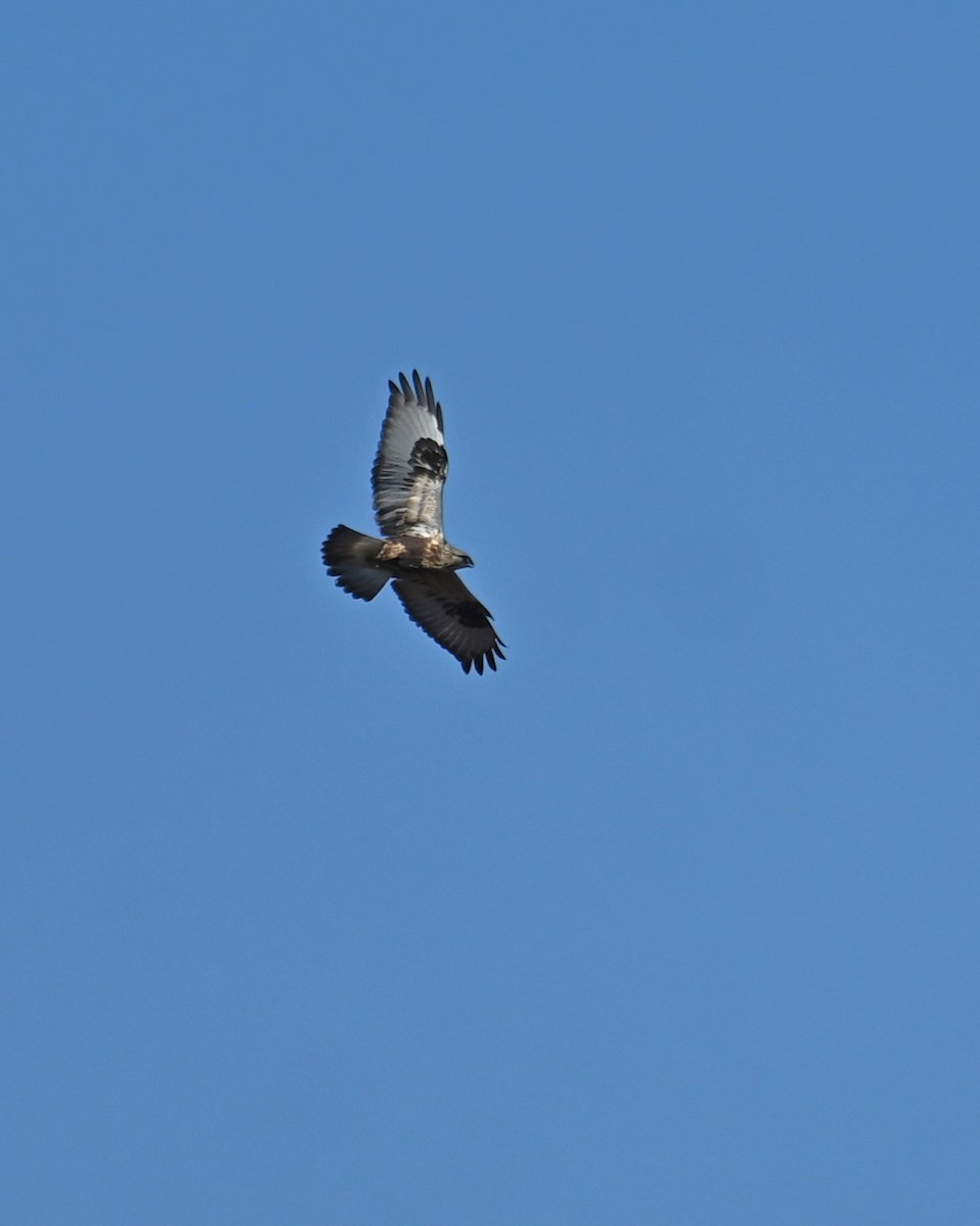 Rough-legged Hawk - ML644786422