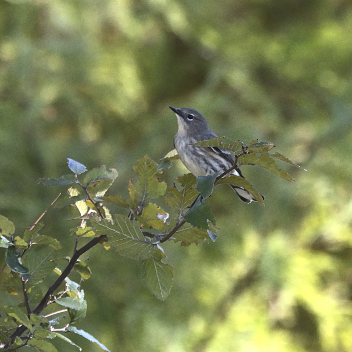 Yellow-rumped Warbler - ML644786424