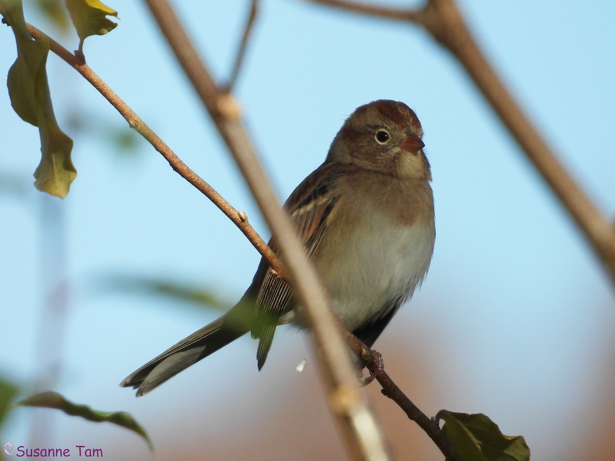 Field Sparrow - ML644786427