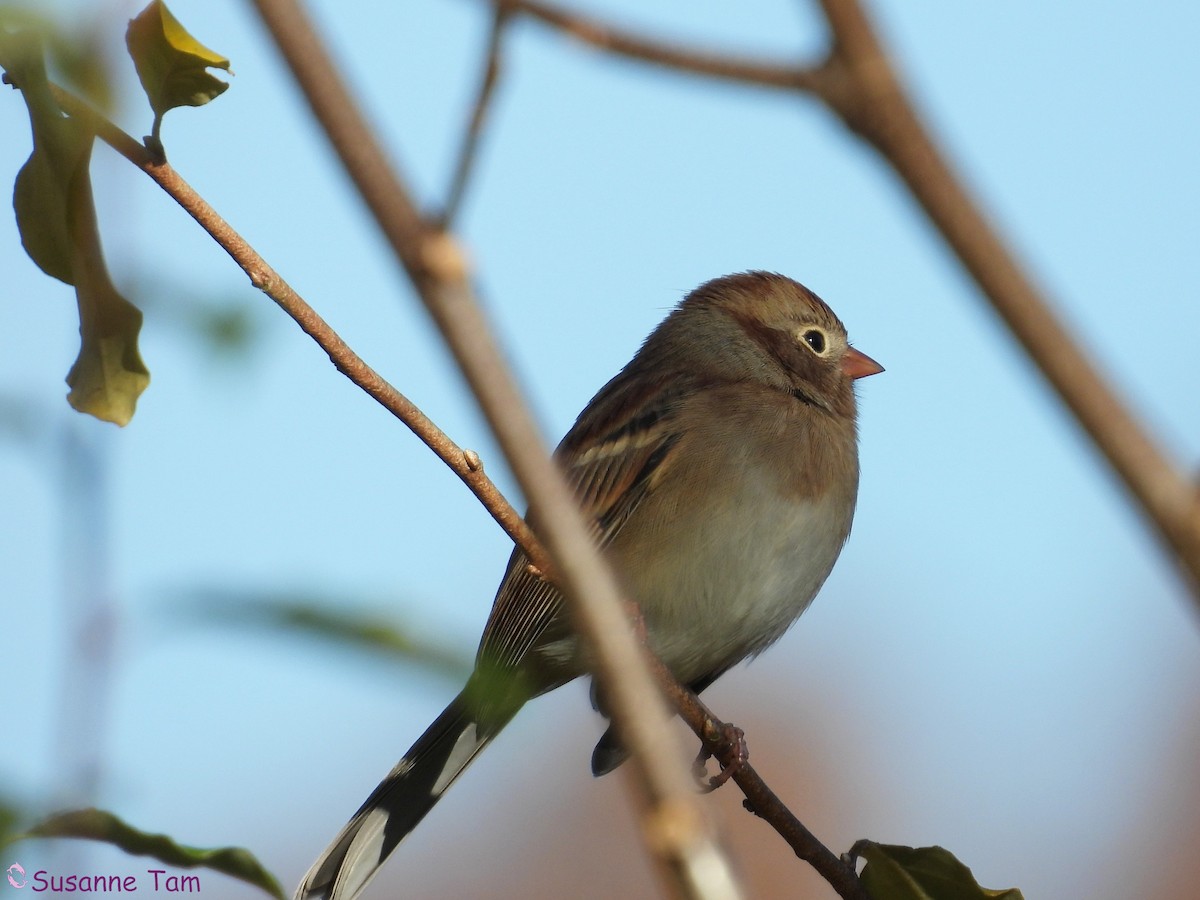 Field Sparrow - ML644786428