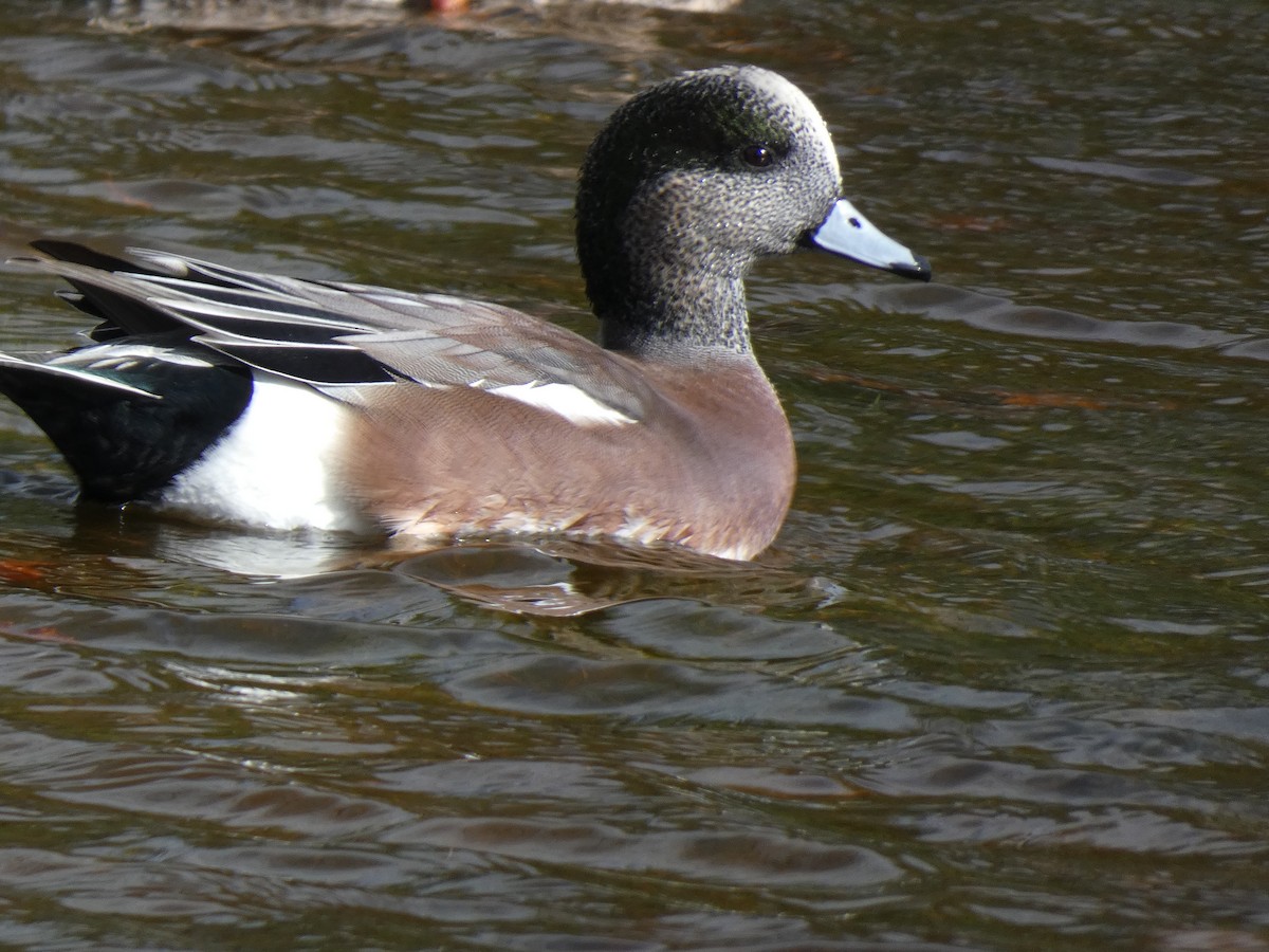 American Wigeon - ML644786437