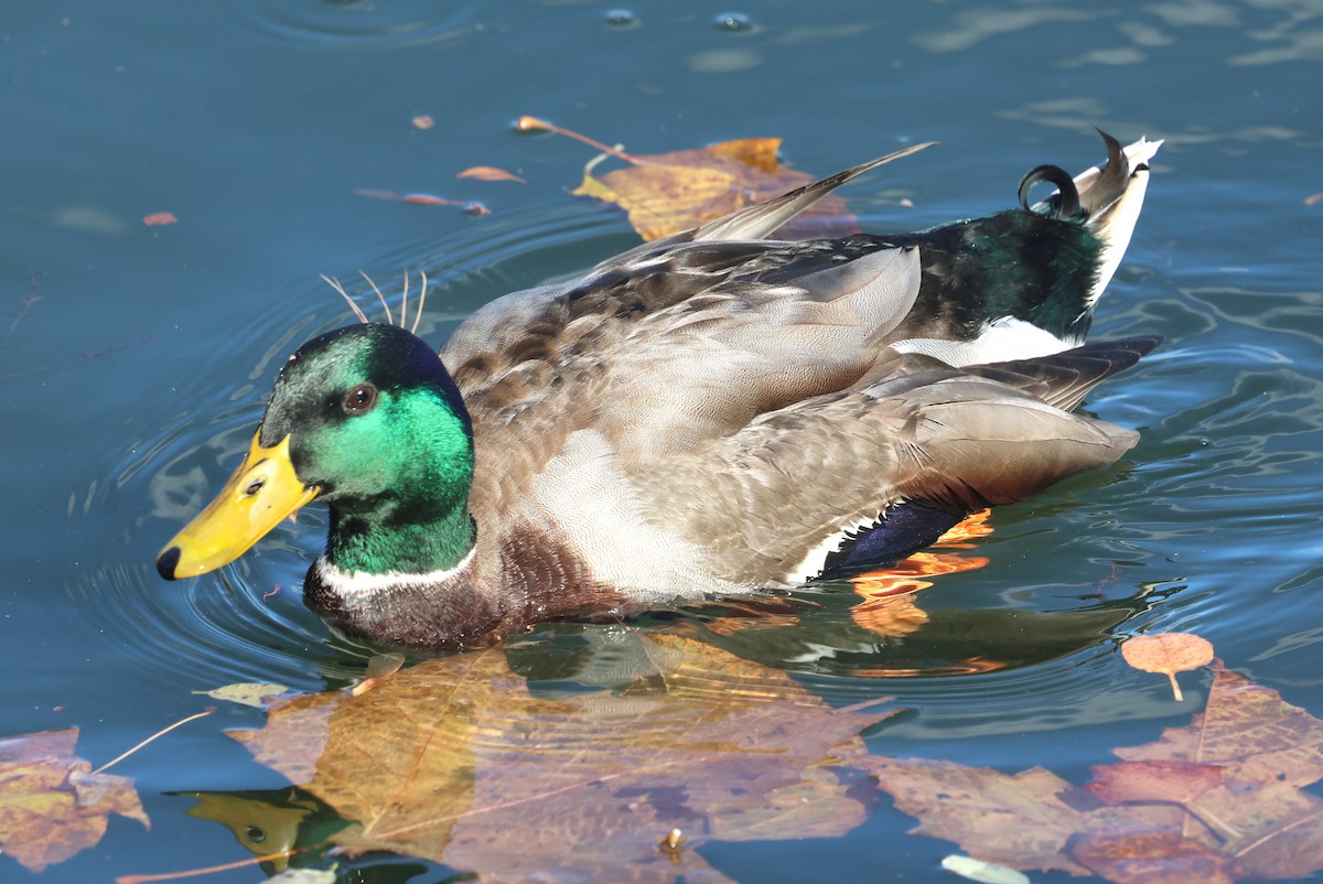 Mallard - ML644786439