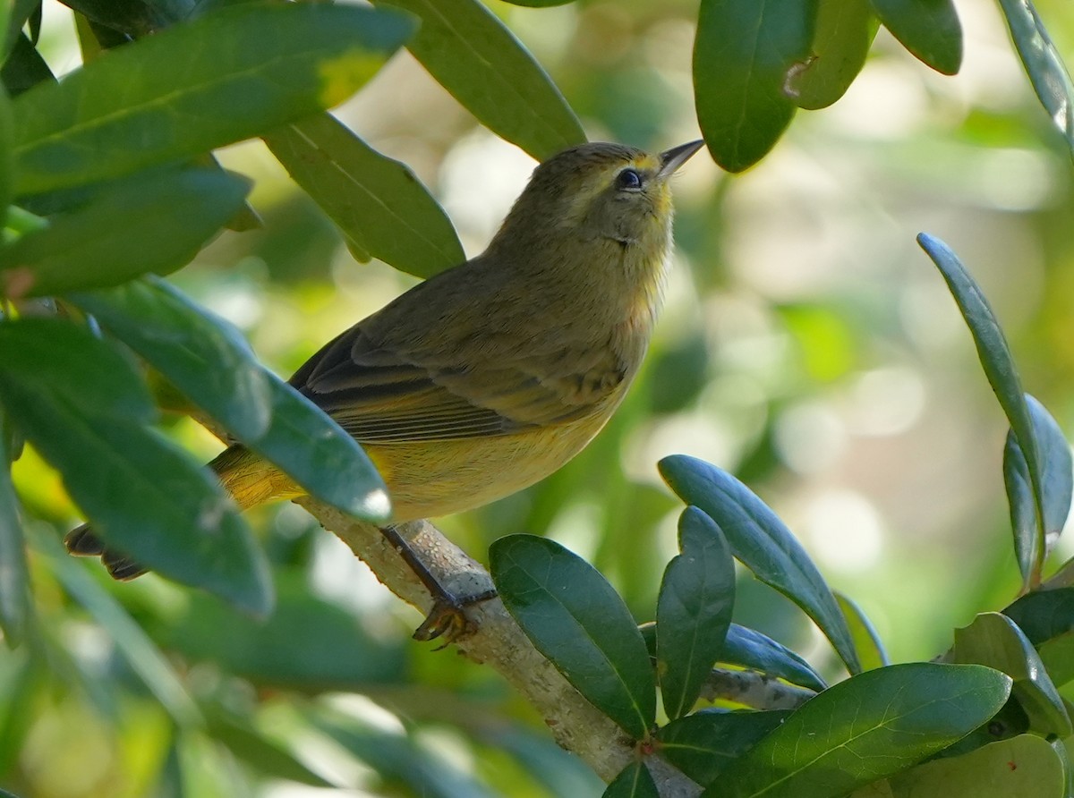 Palm Warbler - ML644786440
