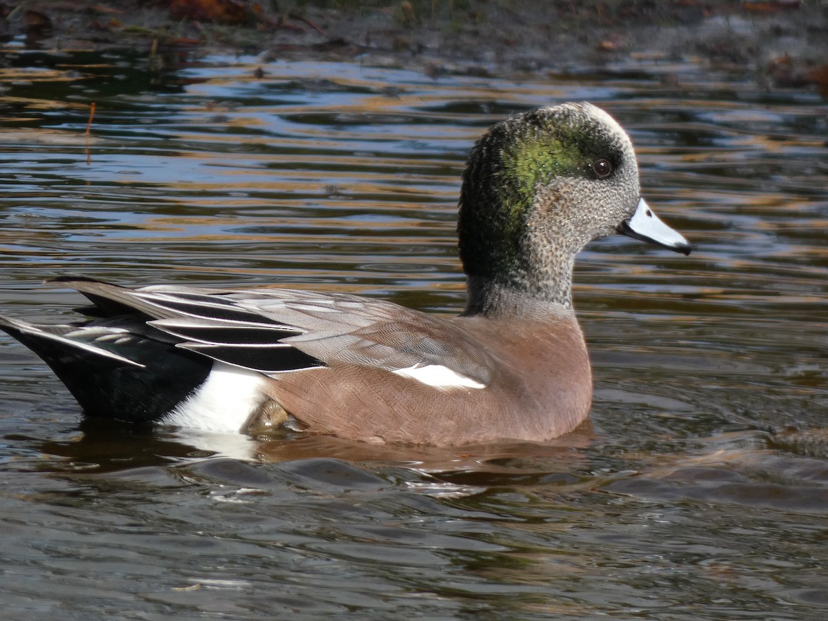 American Wigeon - ML644786443