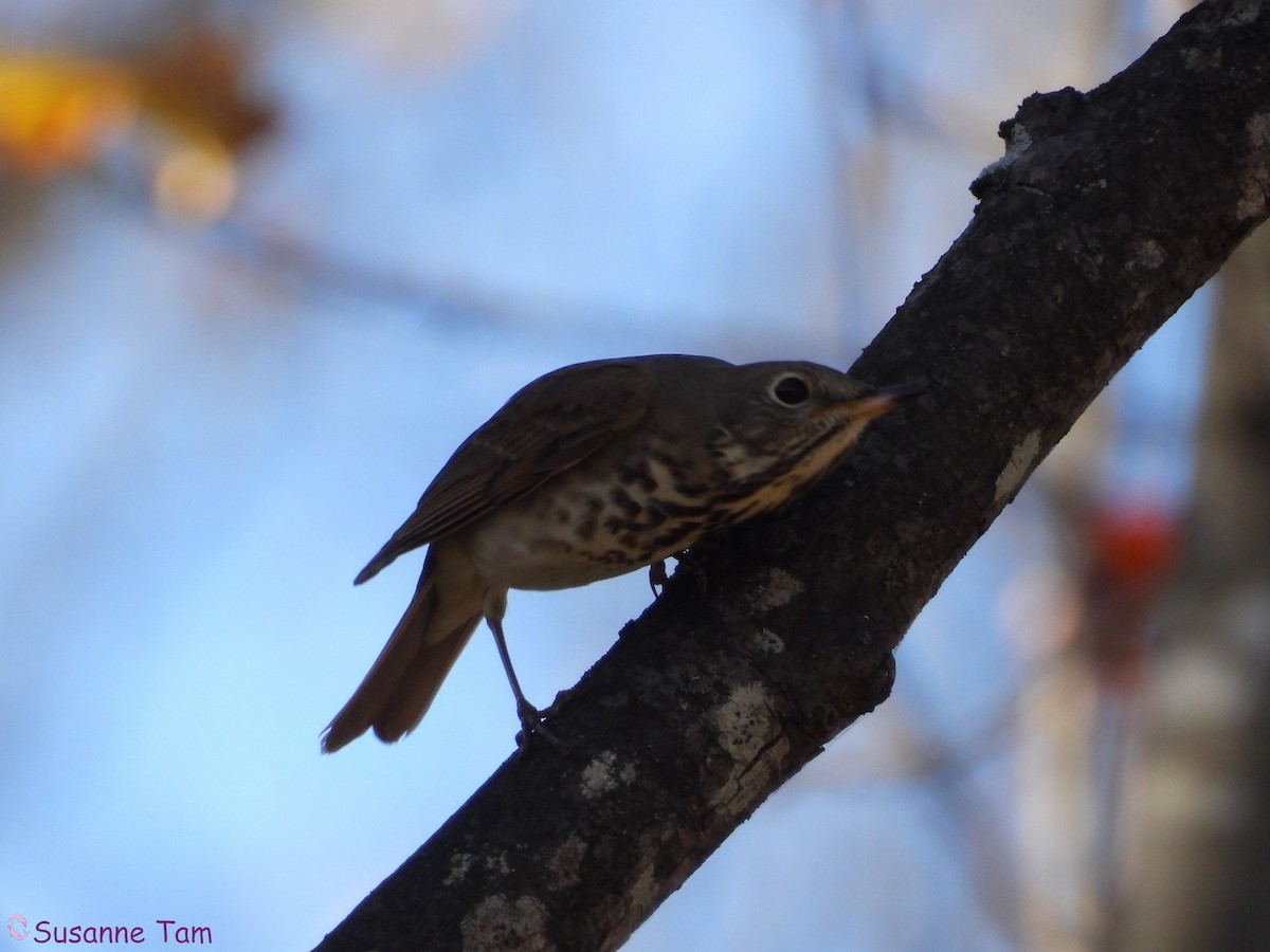 Hermit Thrush - ML644786445