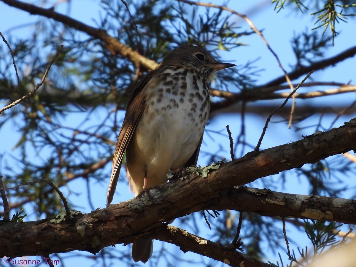 Hermit Thrush - ML644786446