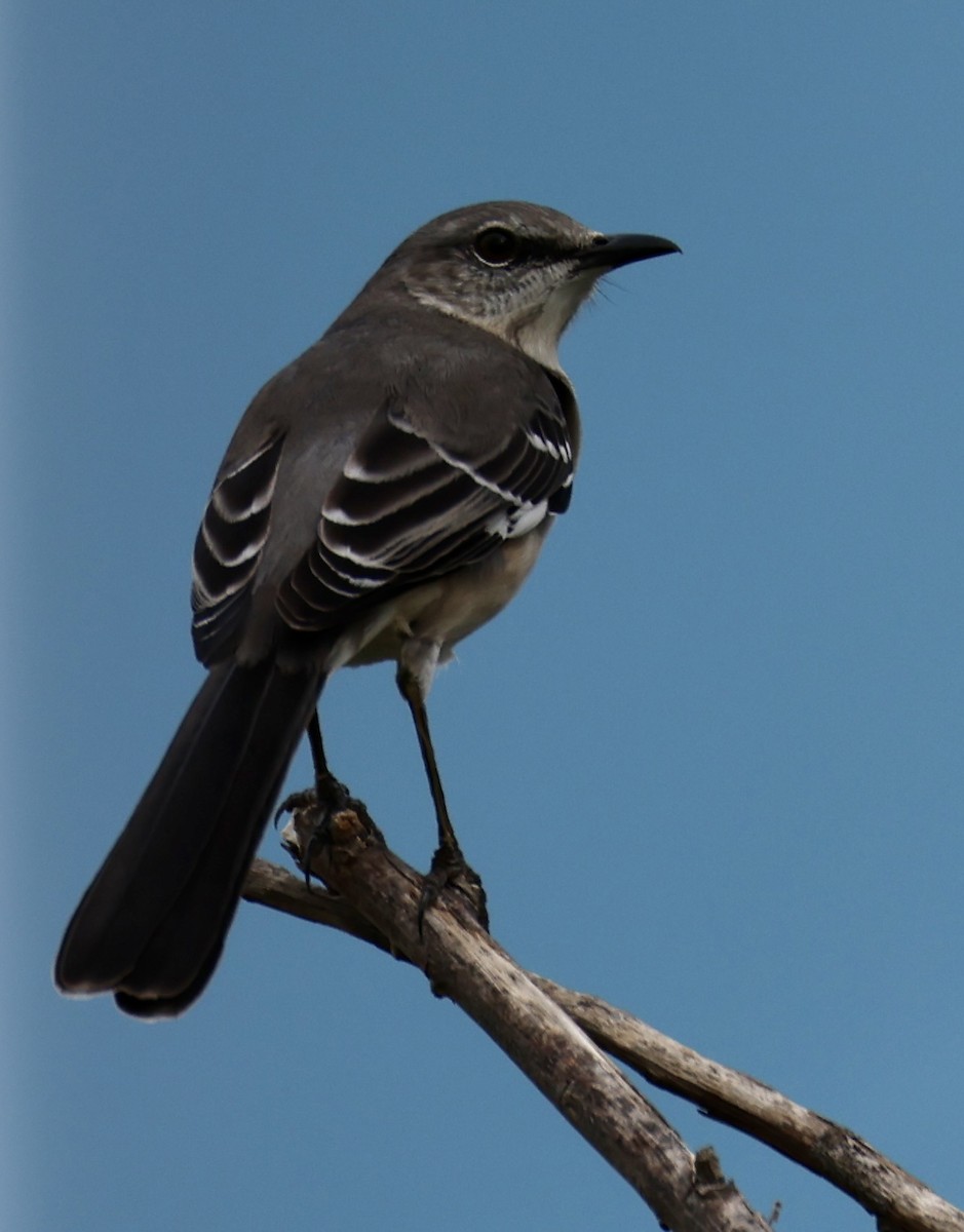 Northern Mockingbird - ML644786447