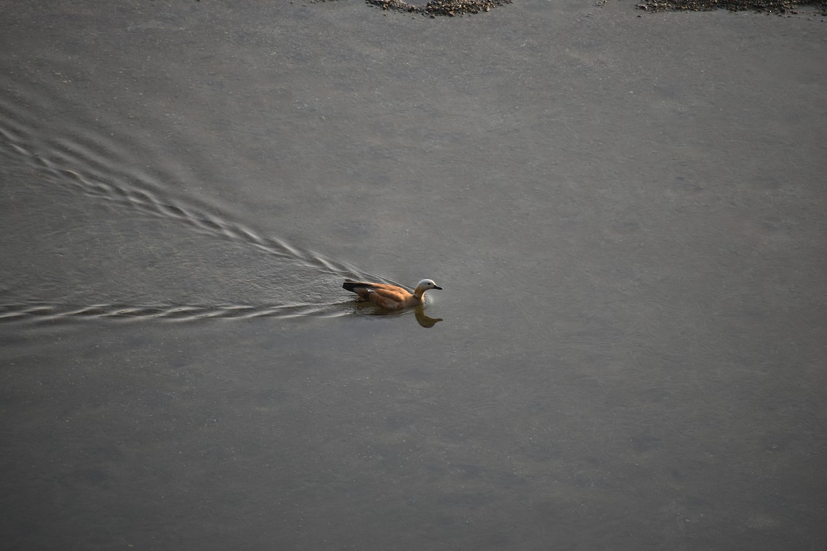 Paita gorrizta - ML644786452