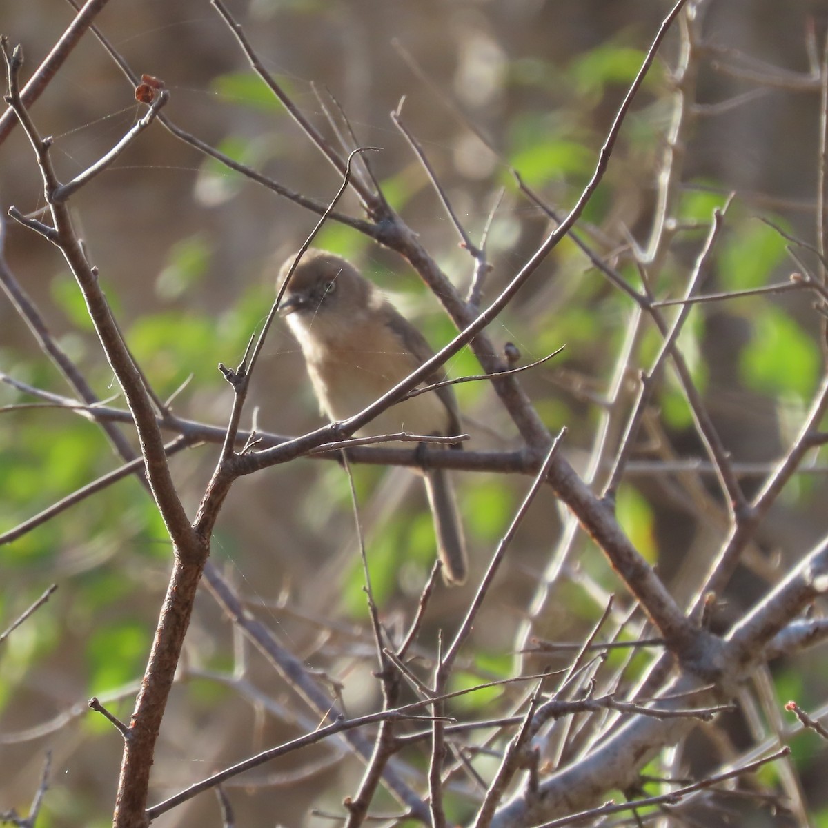 Archbold's Newtonia - ML644786454