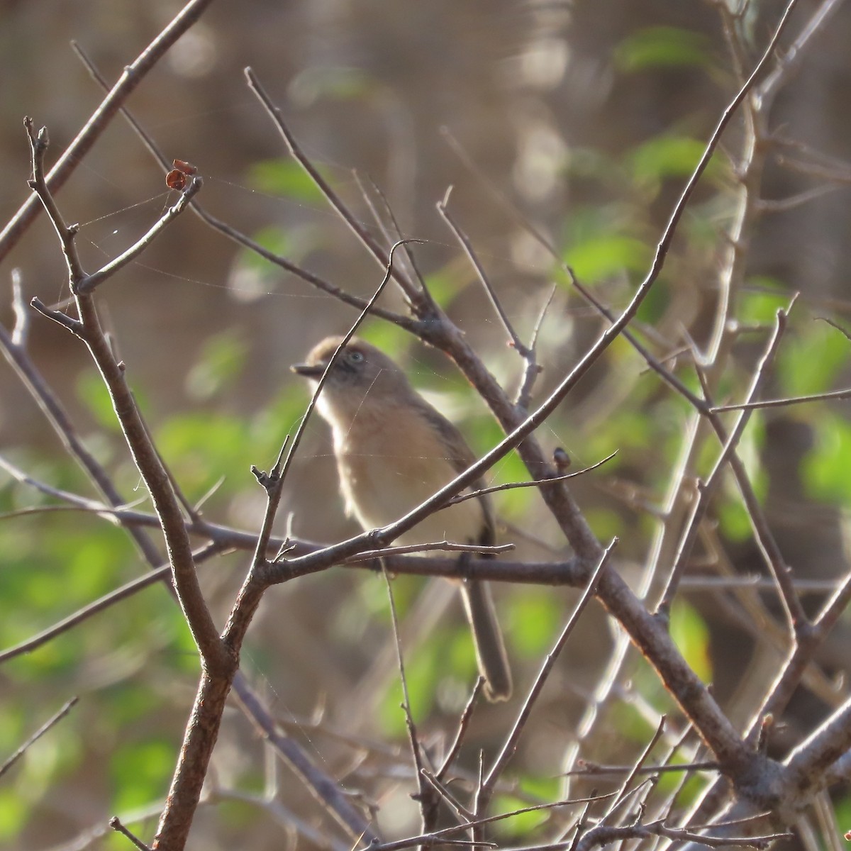 Archbold's Newtonia - ML644786455