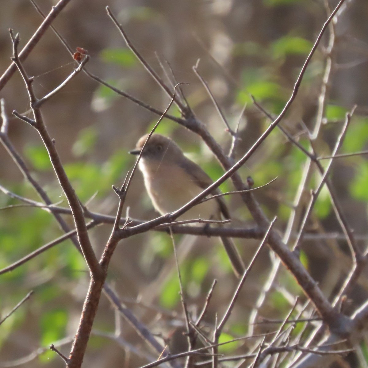 Archbold's Newtonia - ML644786457