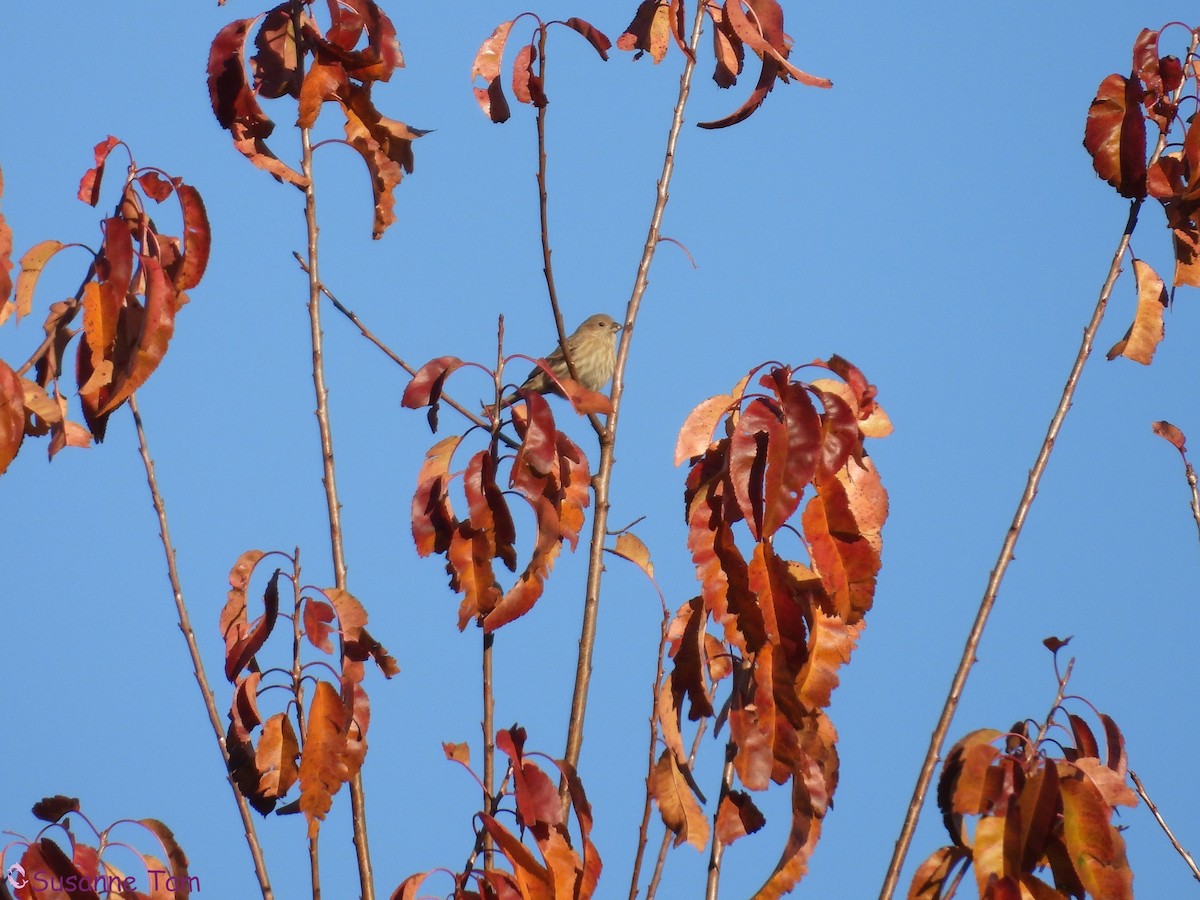 House Finch - ML644786458