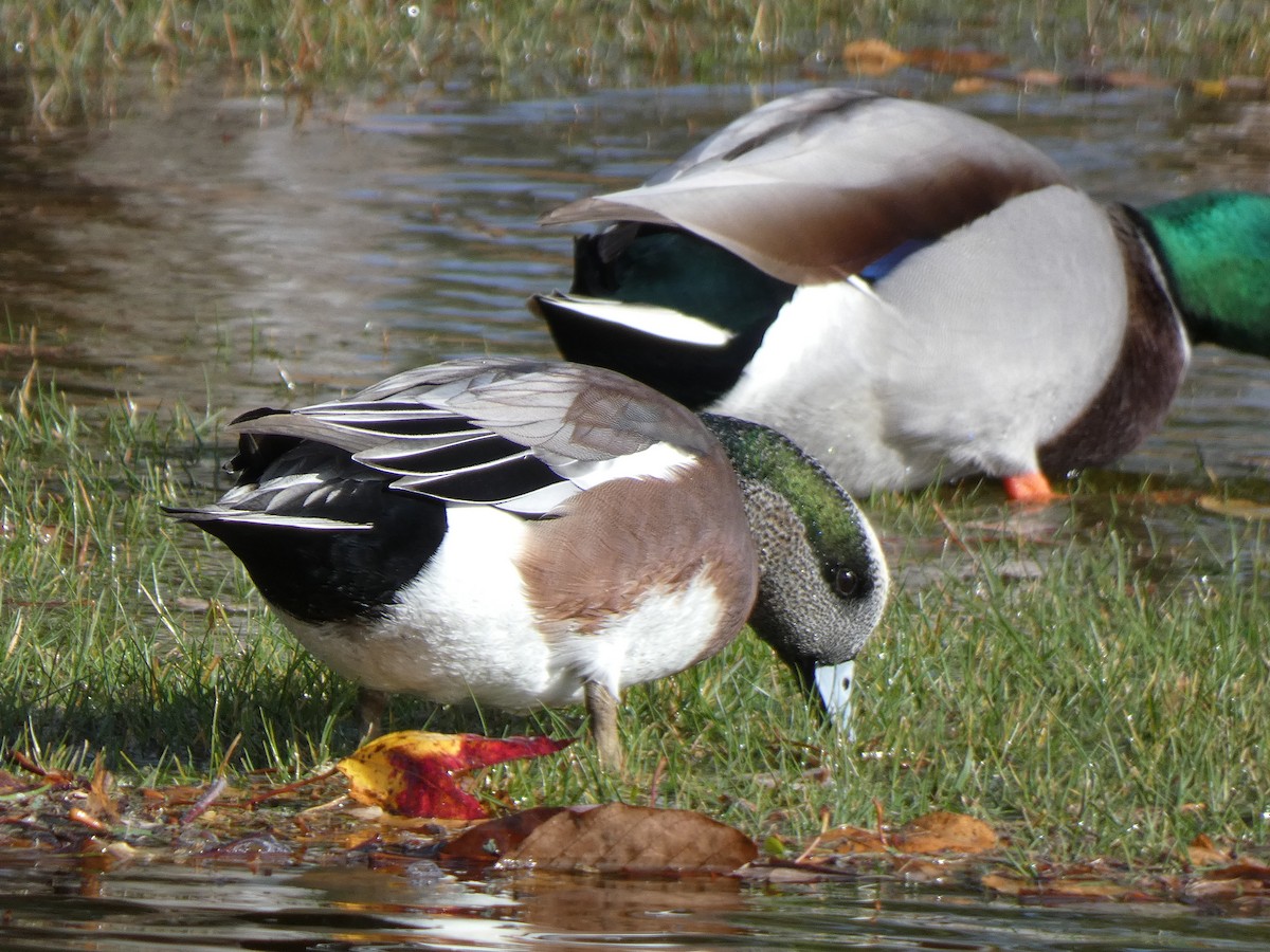 American Wigeon - ML644786459