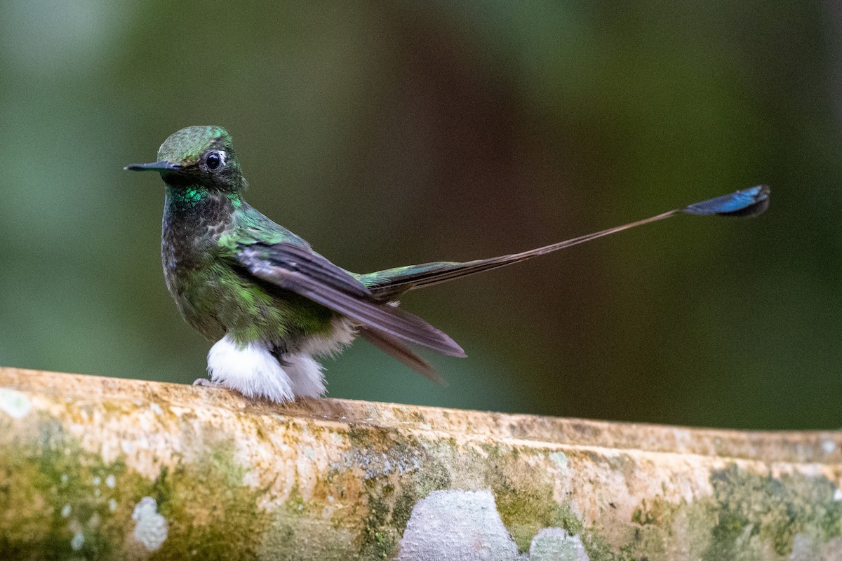 White-booted Racket-tail - ML644786460