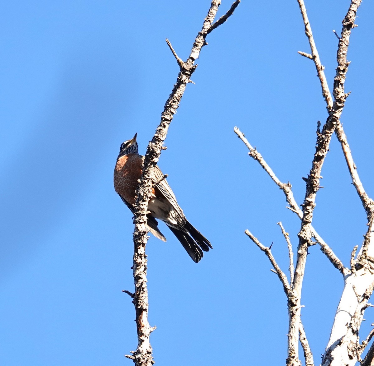 Zozo papargorria - ML644786461