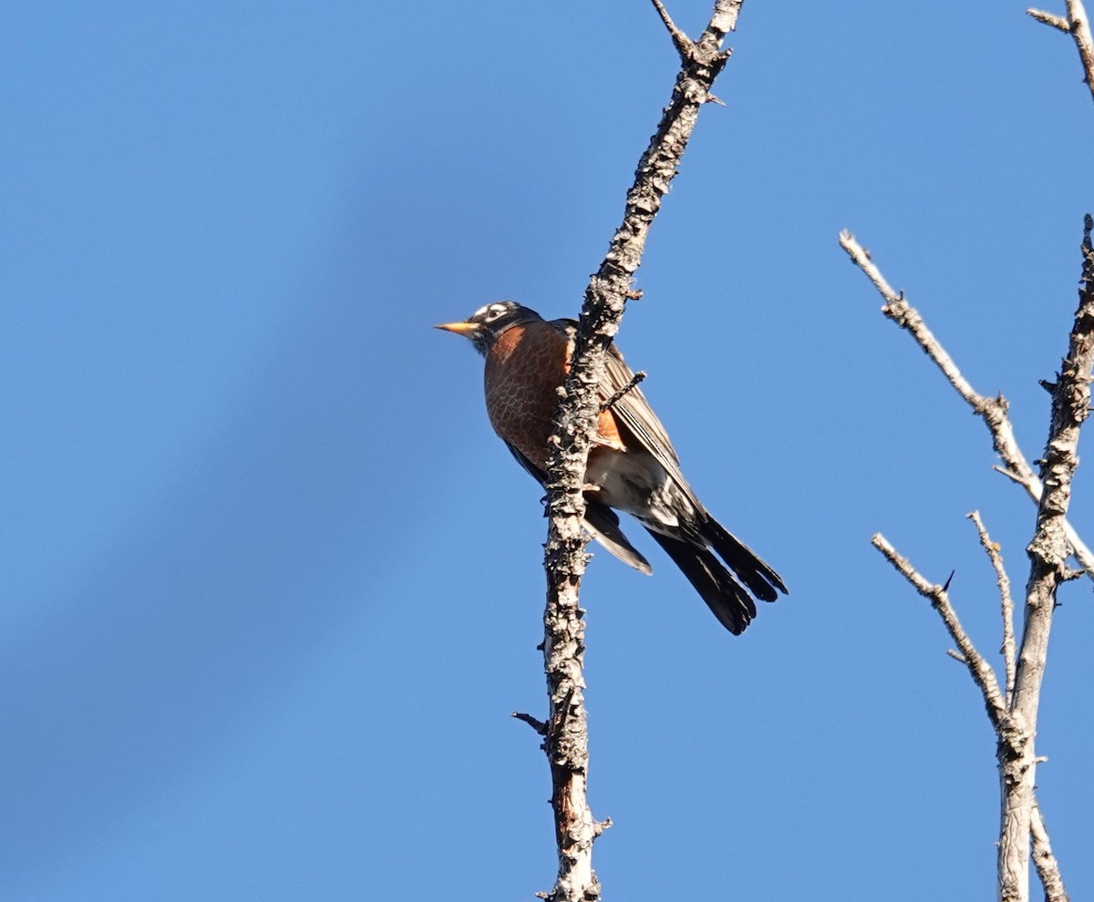 Zozo papargorria - ML644786464