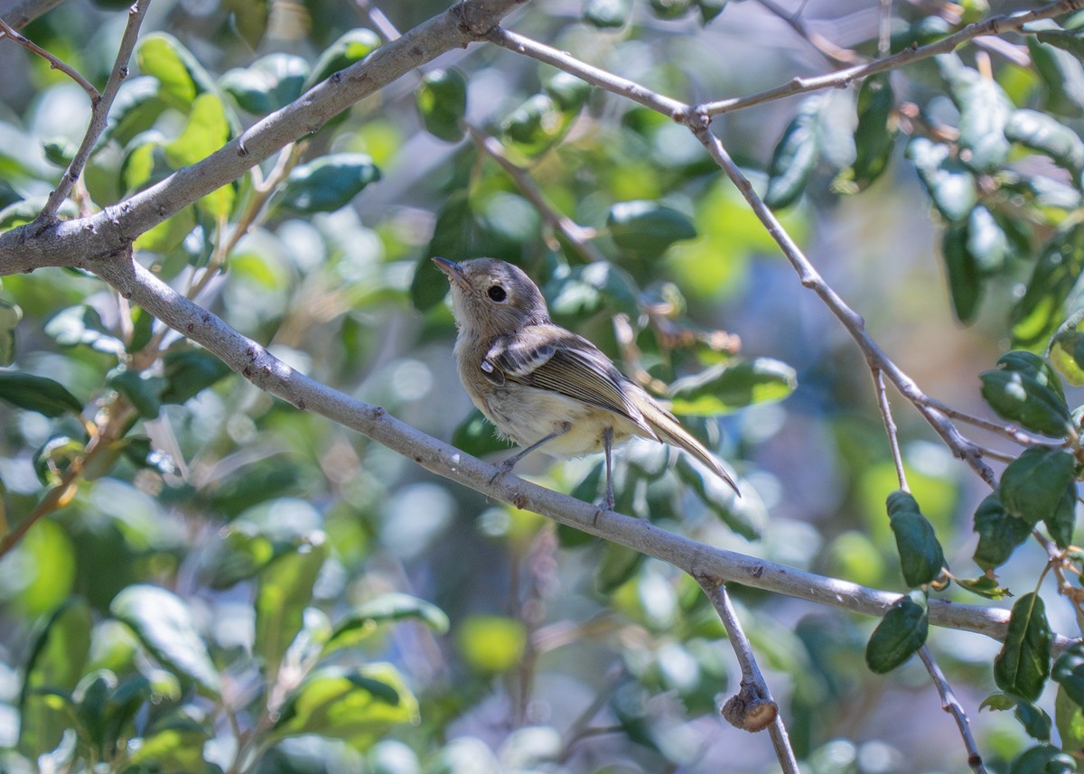 Hutton's Vireo - ML644786465