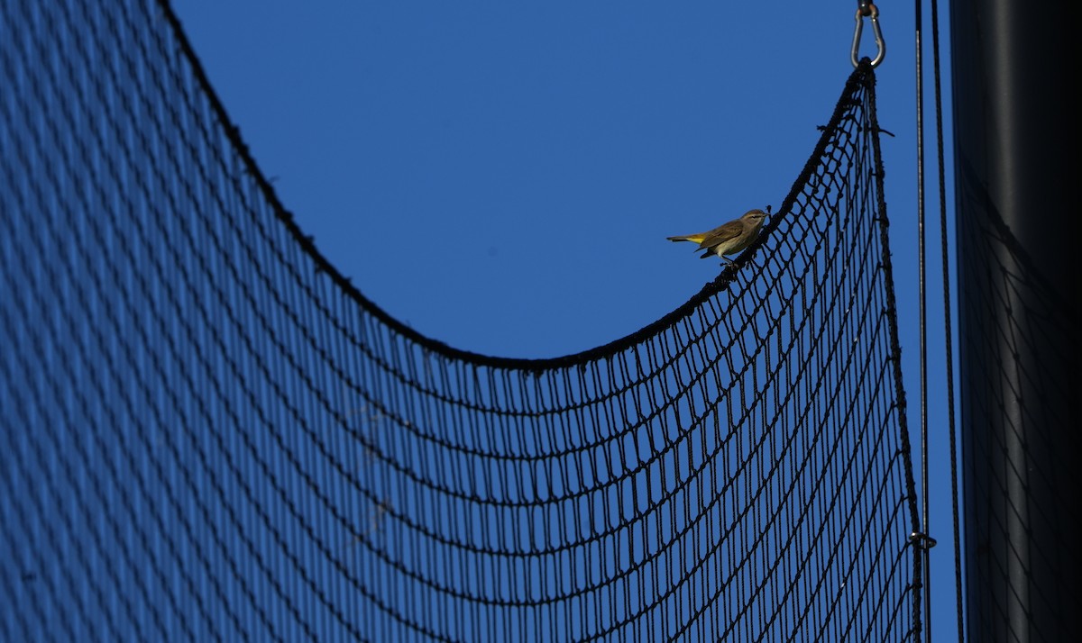 Palm Warbler - ML644786466