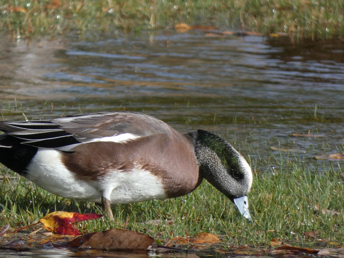 American Wigeon - ML644786467